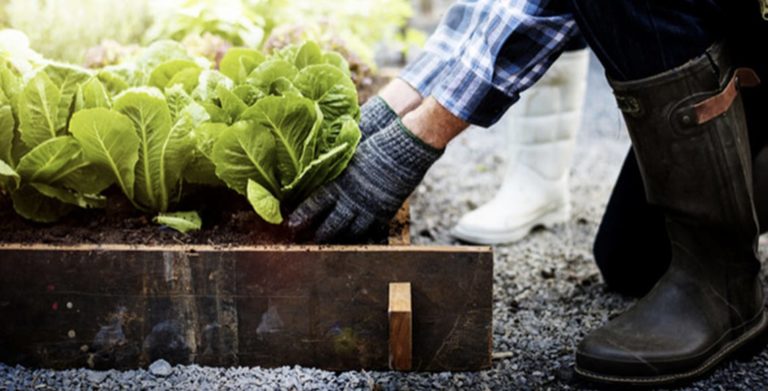 Landscaper planting a plant
